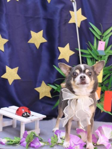 20230715メルくん